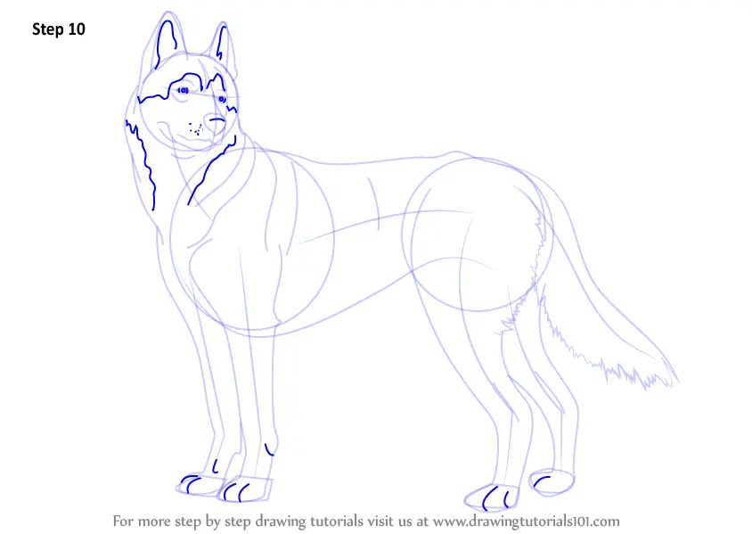 How To Draw A Husky Face Easy
