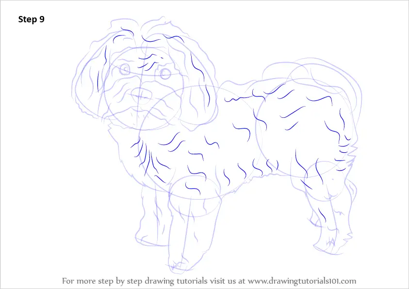Step by Step How to Draw a Maltese Dog : DrawingTutorials101.com