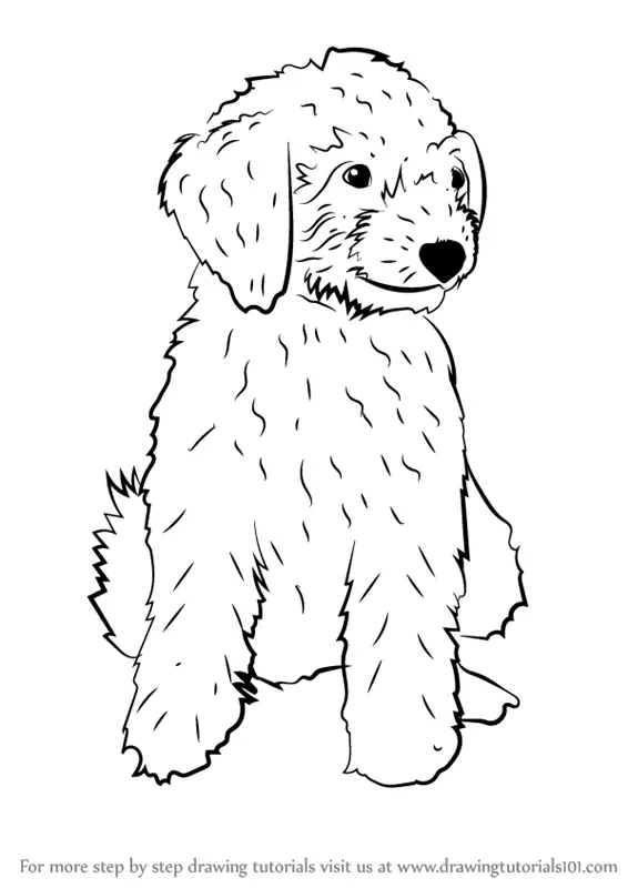 Learn How to Draw a Mini Goldendoodle Dogs Step by Step ...