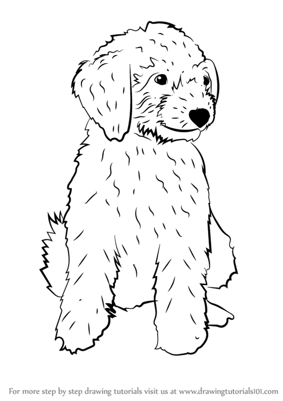 Learn How to Draw a Mini Goldendoodle (Dogs) Step by Step : Drawing Tutorials