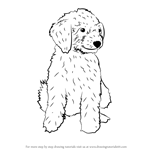 How to Draw a Mini Goldendoodle