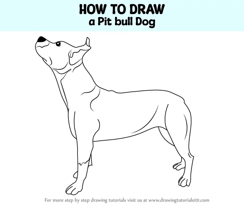 How To Draw A Pit Bull Dog Dogs Step By Step