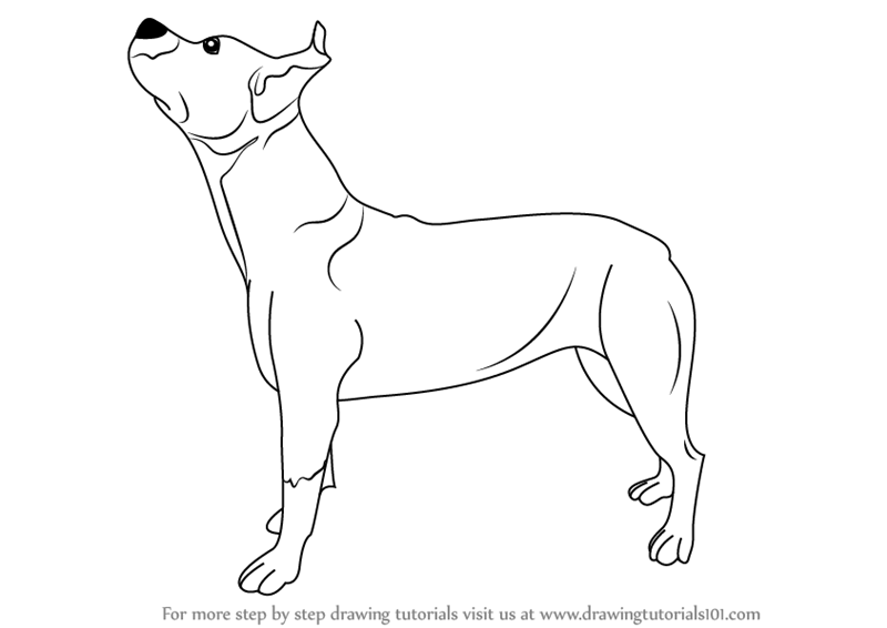 Step by Step How to Draw a Pit bull Dog : DrawingTutorials101.com