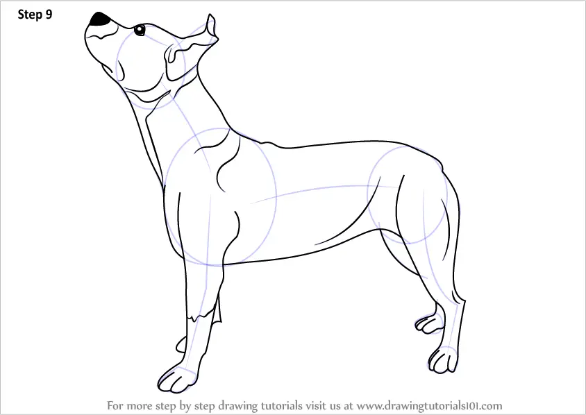 Step by Step How to Draw a Pit bull Dog : DrawingTutorials101.com