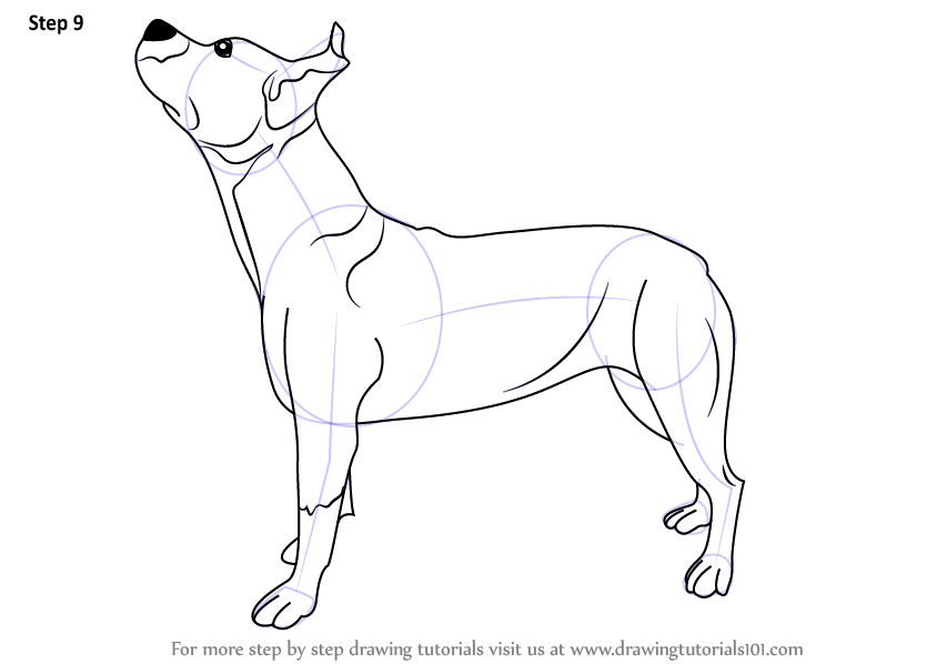 Step by Step How to Draw a Pit bull Dog : DrawingTutorials101.com