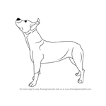 How to Draw a Pit bull Dog