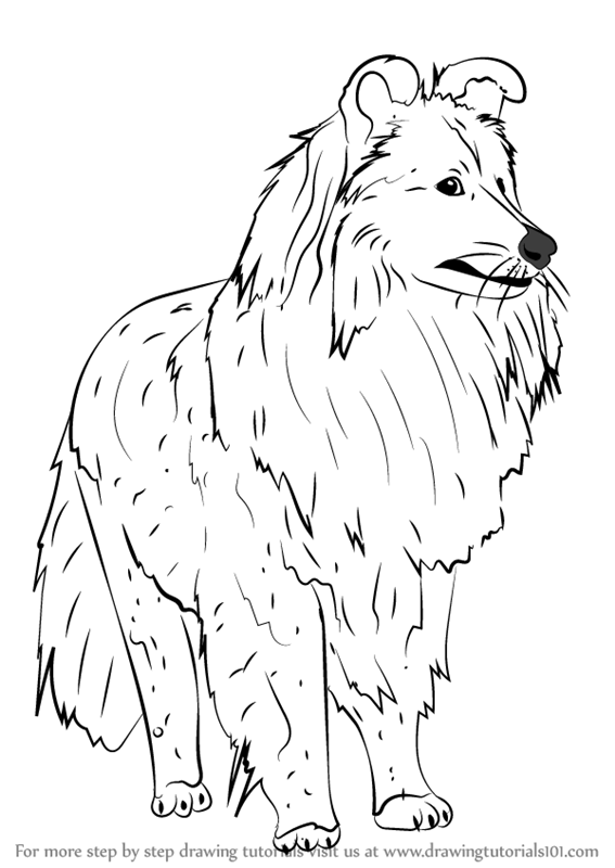 Download Shetland Sheepdog Coloring Pages Sketch Coloring Page