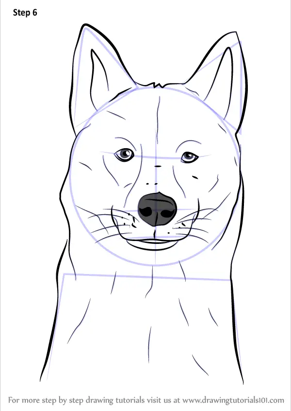 How to Draw a Siberian Husky Dog Head (Dogs) Step by Step ...