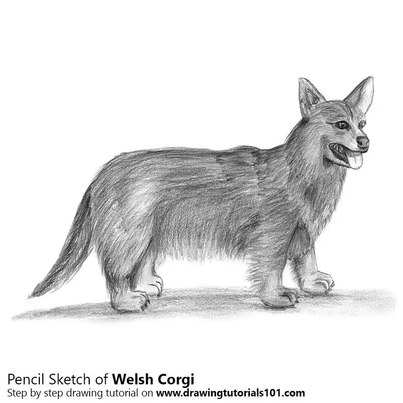 Pencil Sketch of Welsh Corgi - Pencil Drawing