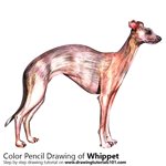 How to Draw a Whippet