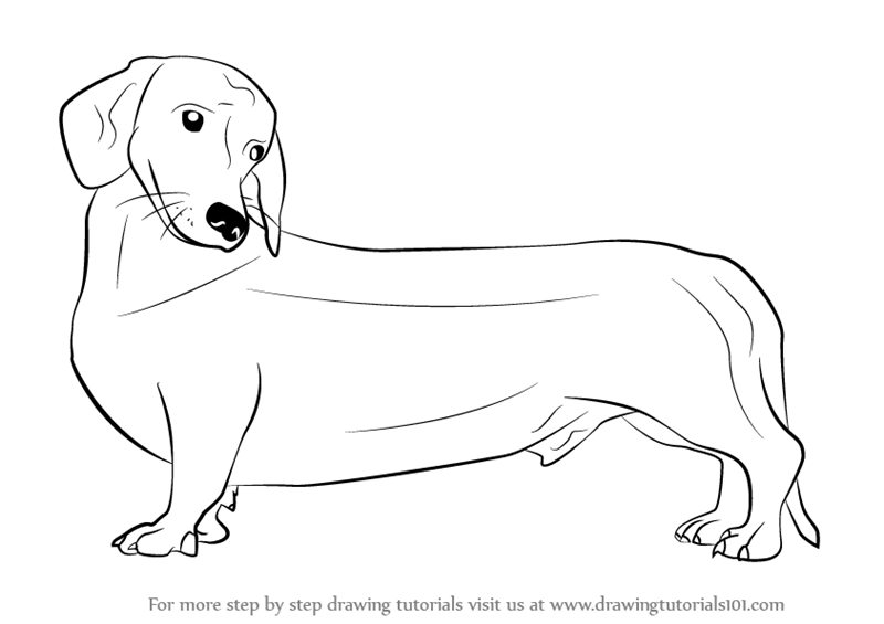 Learn How to Draw a Wiener Dog (Dogs) Step by Step : Drawing Tutorials