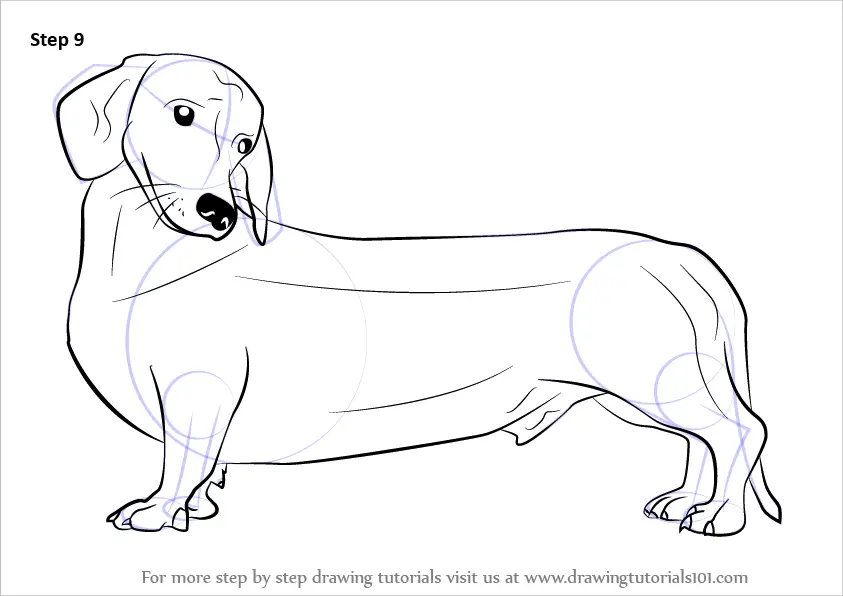 Learn How to Draw a Wiener Dog (Dogs) Step by Step