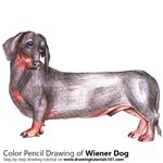 How to Draw a Wiener Dog