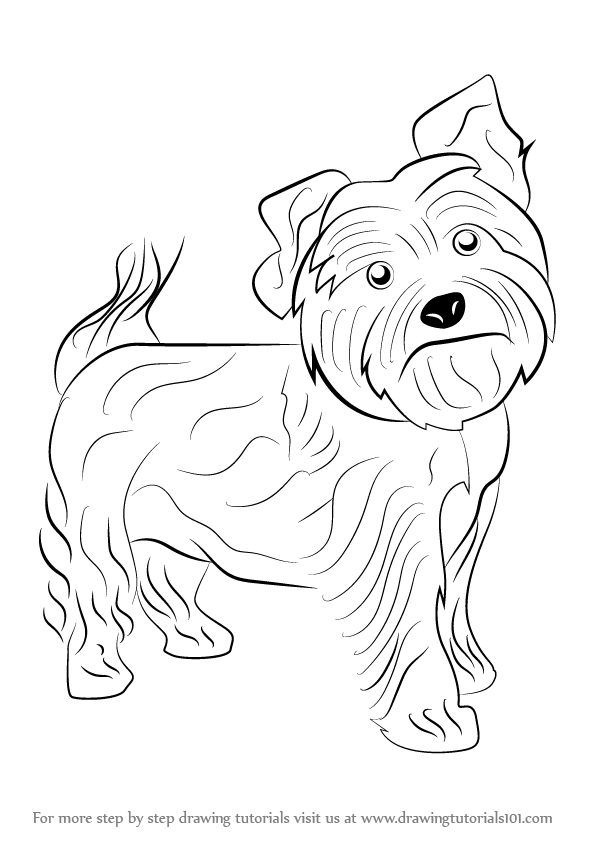 Learn How to Draw a Yorkie Dog (Dogs) Step by Step : Drawing Tutorials