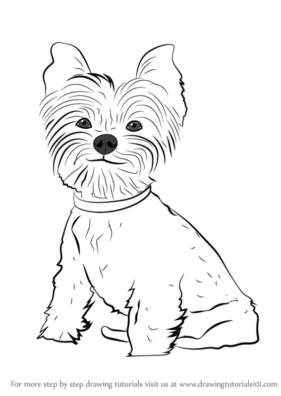 How to Draw Yorkie Puppy (Dogs) Step by Step | DrawingTutorials101.com