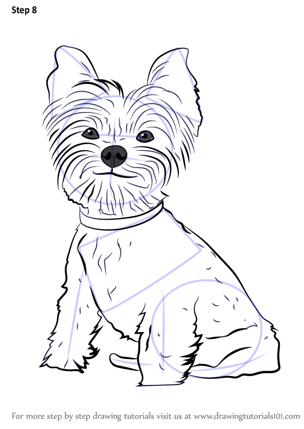 Learn How to Draw Yorkie Puppy (Dogs) Step by Step : Drawing Tutorials