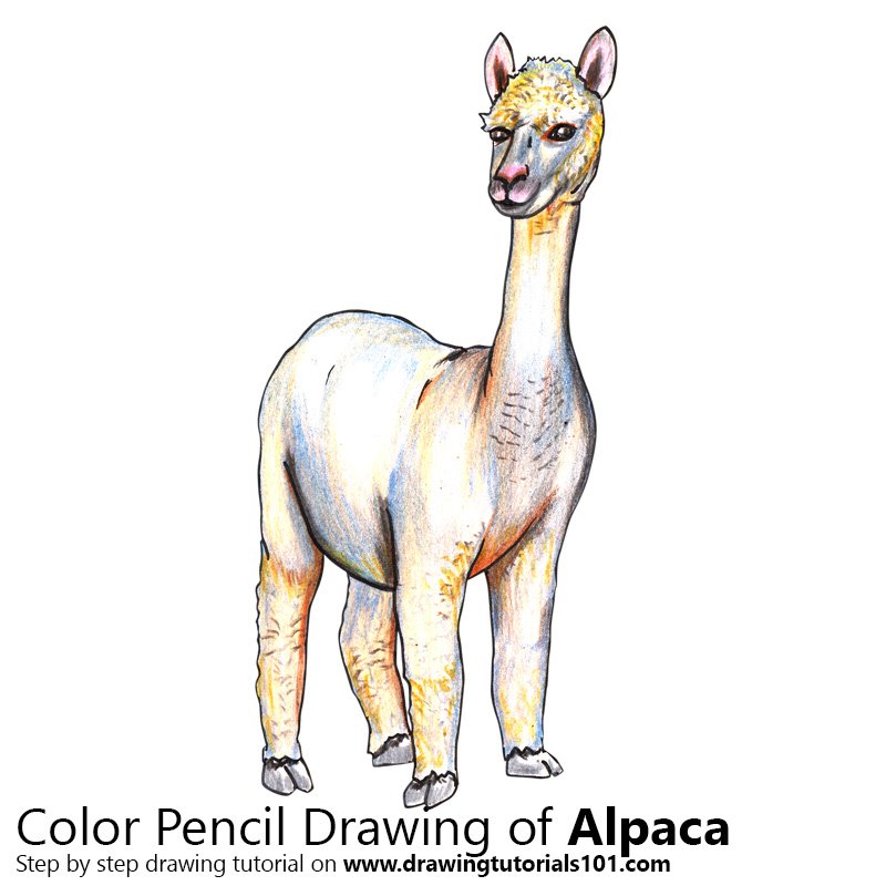 How to Draw a Alpaca by Color Pencils
