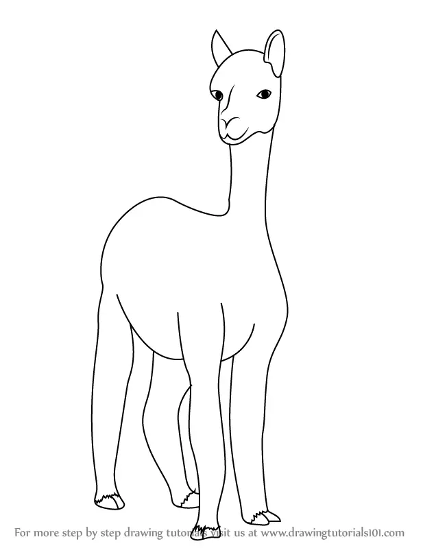 Learn How to Draw a Alpaca (Farm Animals) Step by Step : Drawing Tutorials