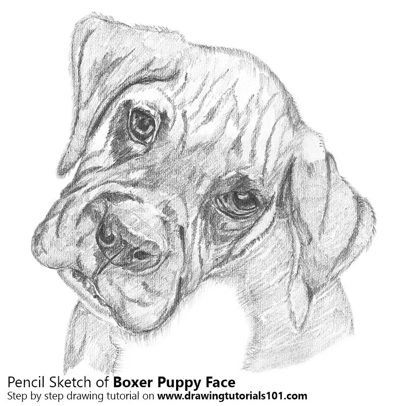 Boxer Puppy Face Pencil Drawing How To Sketch Boxer Puppy