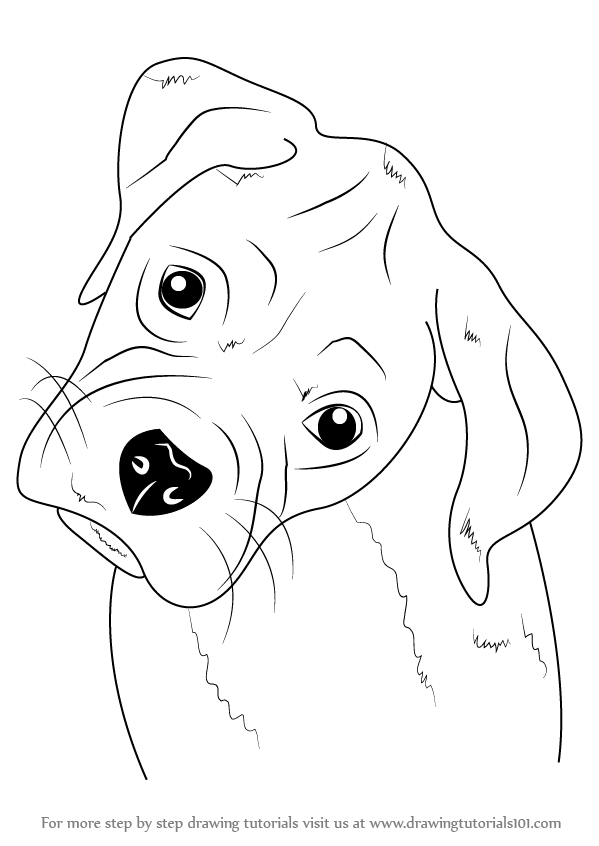 Dog Face Drawing Sketch  Drawing Skill