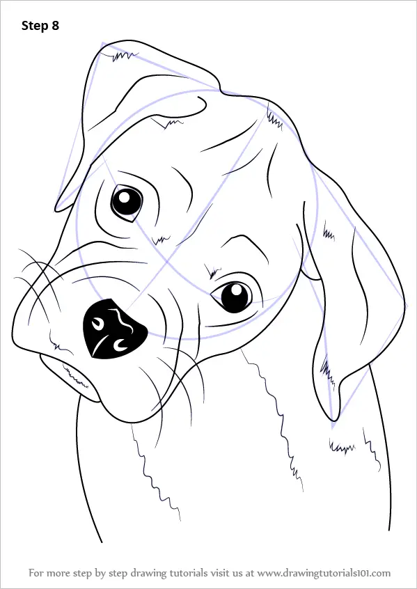 Learn How to Draw Boxer Puppy Face (Farm Animals) Step by Step