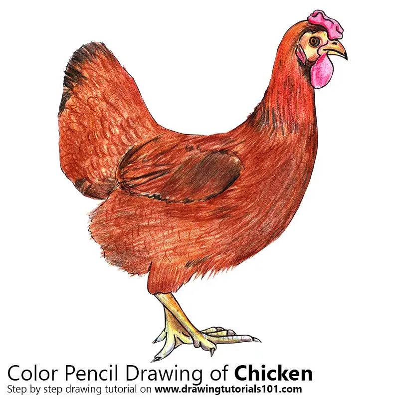 Premium Vector | A drawing of a chicken with the word chicken on it