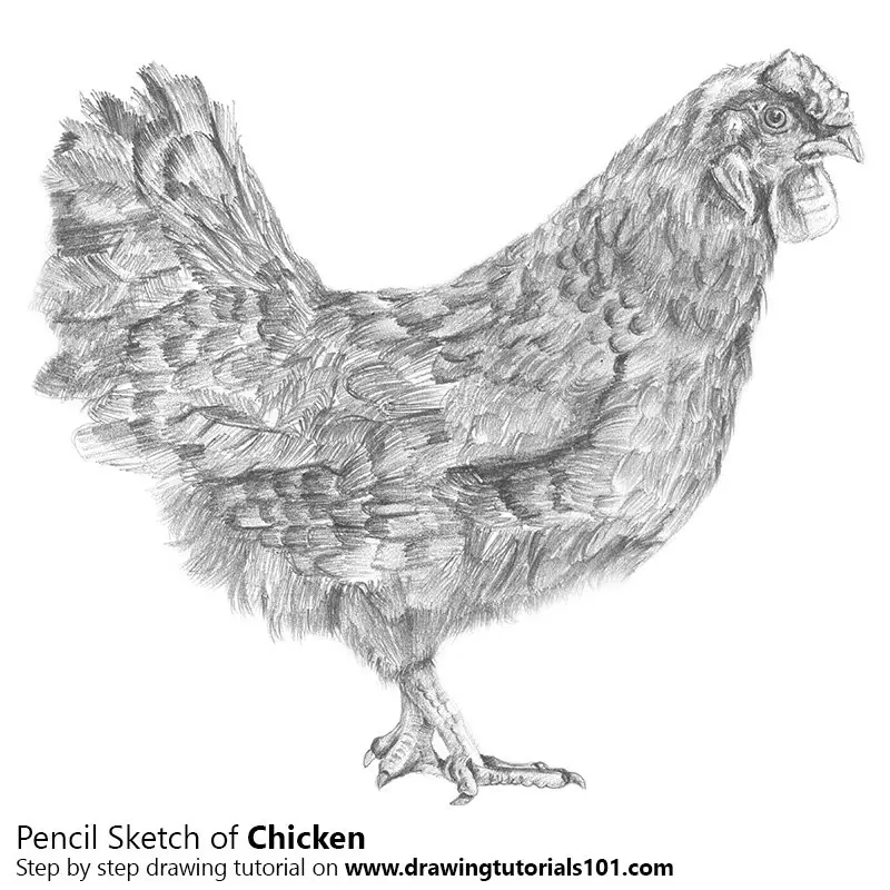 Pencil Sketch of Chicken - Pencil Drawing