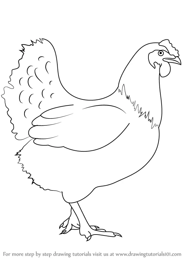 Learn How to Draw a Chicken (Farm Animals) Step by Step : Drawing Tutorials