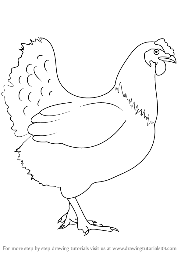 Domestic chicken, farm poultry, hand drawn ink illustrations, black and  white drawing, png created with generative AI Stock Illustration | Adobe  Stock