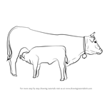 How to Draw Cow And Young Calf