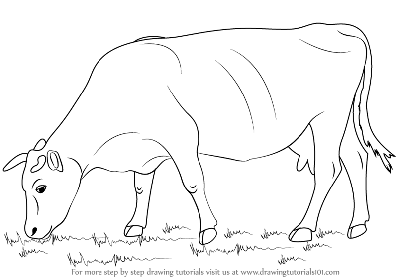 Cattle Drawing Images - Free Download on Freepik