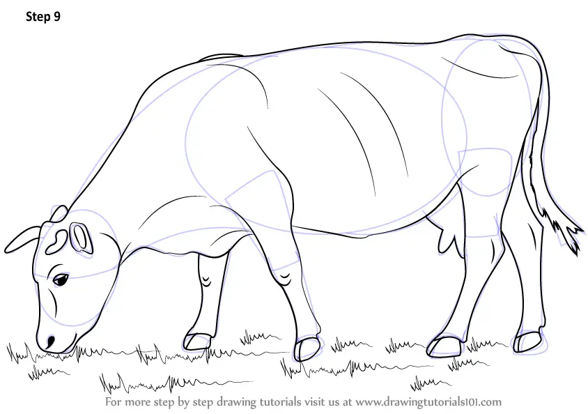Learn How to Draw a Cow (Farm Animals) Step by Step : Drawing Tutorials