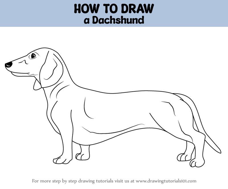 How to Draw a Dachshund (Farm Animals) Step by Step