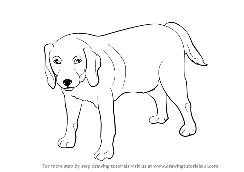 simple dog drawings step by step