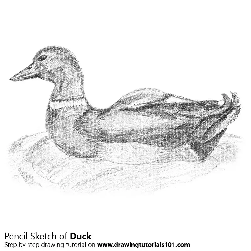 Pencil Sketch of Duck - Pencil Drawing