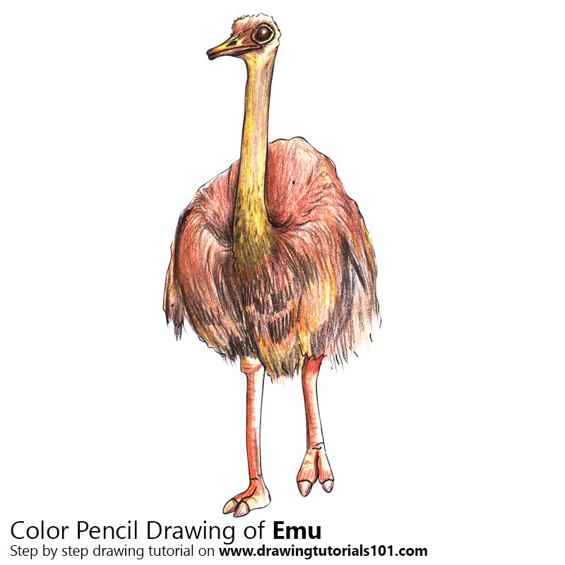 Emu Colored Pencils - Drawing Emu with Color Pencils ...