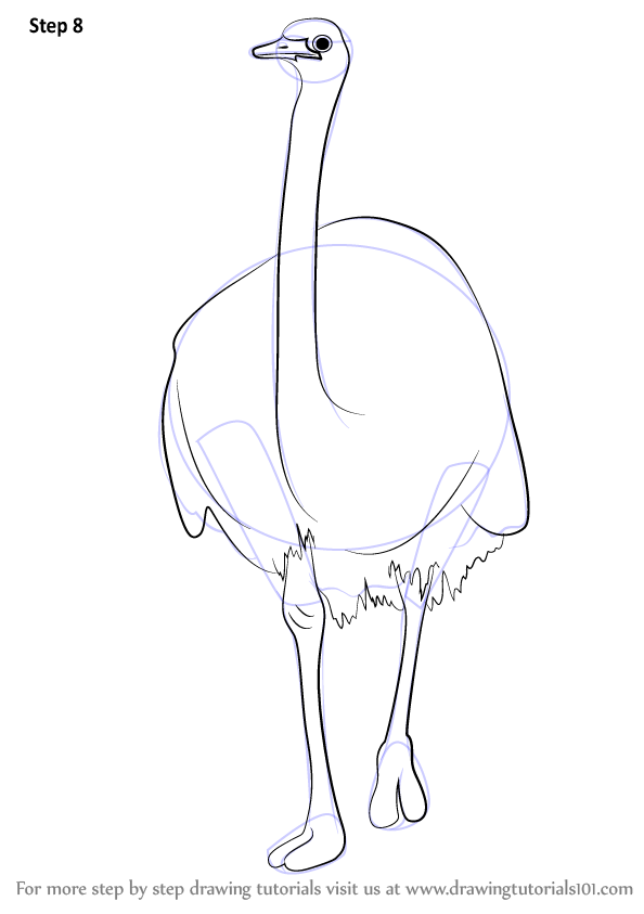 Learn How to Draw a Emu (Farm Animals) Step by Step : Drawing Tutorials