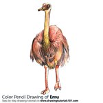 How to Draw a Emu