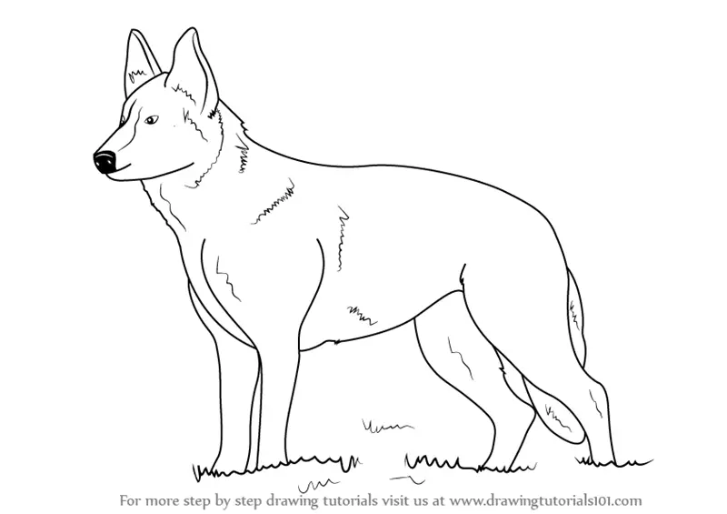 Step by Step How to Draw German Shepherd Dog : DrawingTutorials101.com
