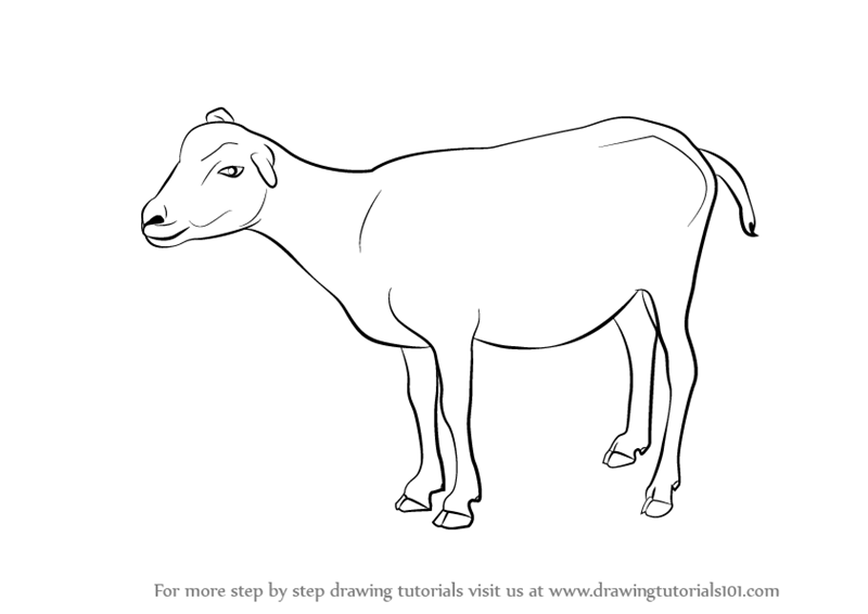 How to Draw a Goat Outline Drawing Easy Step by Step Goat Sketch For  Beginners to Follow  YouTube  Outline drawings Goats Goat art