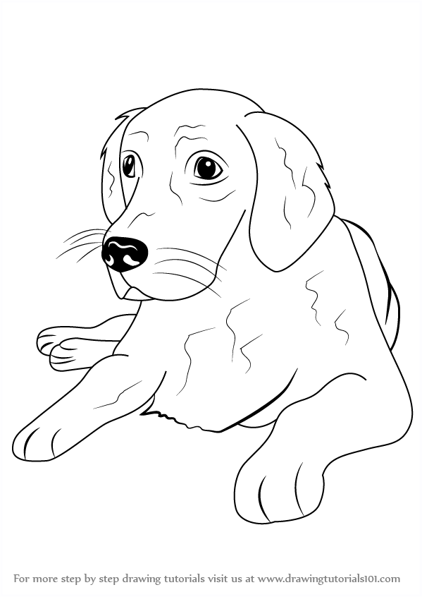 88+ Realistic Golden Retriever Drawing Easy