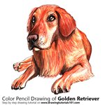 How to Draw a Golden Retriever