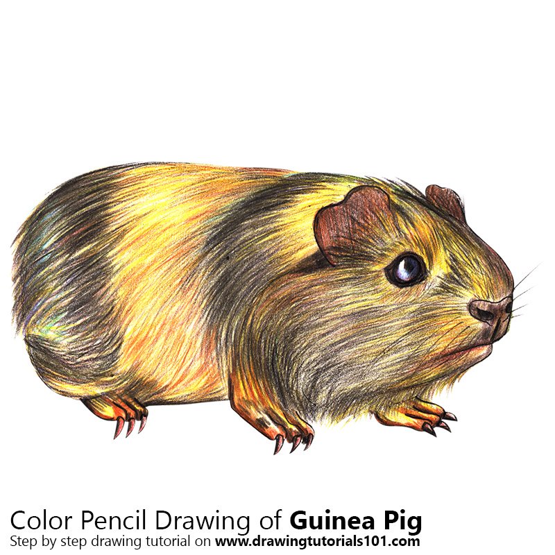 How to Draw a Guinea Pig by Color Pencils