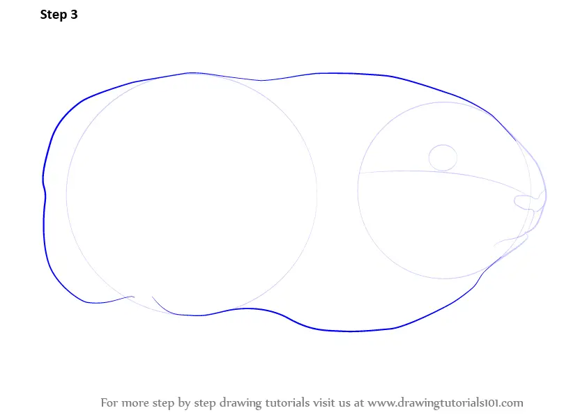Step by Step How to Draw a Guinea Pig : DrawingTutorials101.com