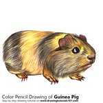 How to Draw a Guinea Pig