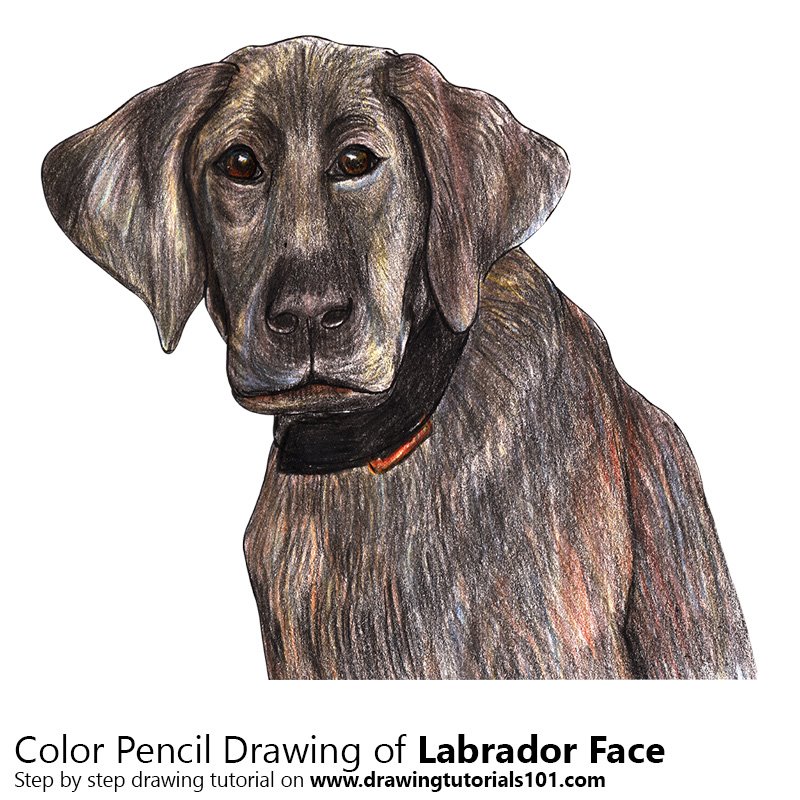 How to Draw a Labrador Face by Color Pencils