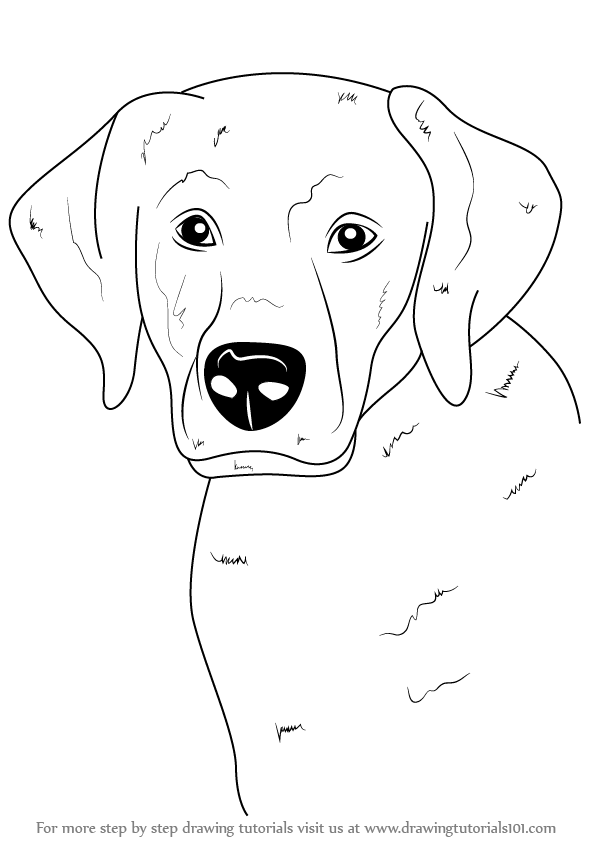 Learn How to Draw a Labrador Face Farm Animals Step by 