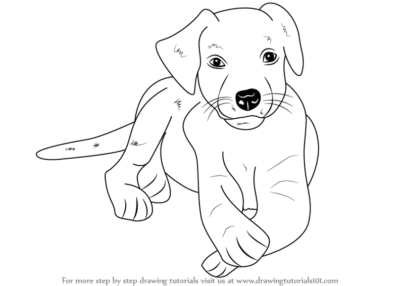 Labrador Retriever Puppy Drawing