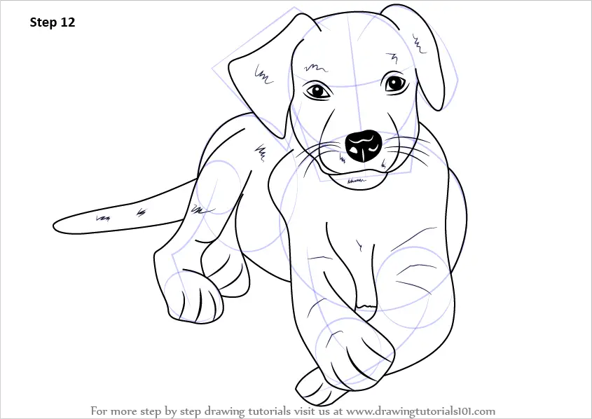 Learn How to Draw a Labrador Puppy (Farm Animals) Step by Step : Drawing  Tutorials