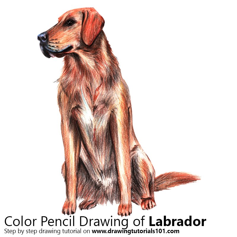 How to Draw a Labrador by Color Pencils